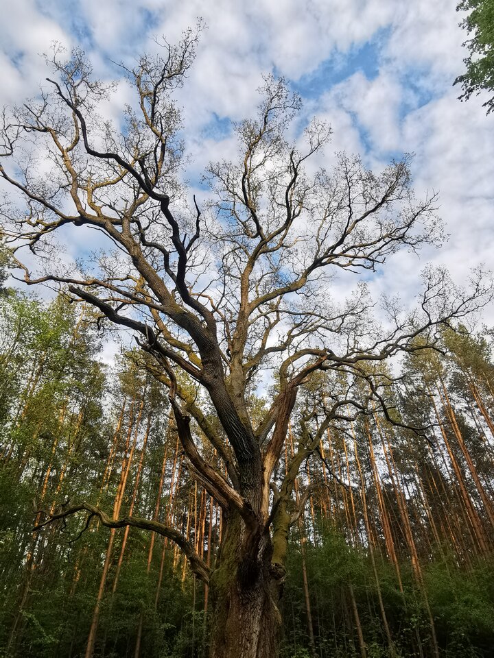 IMG_20200513_191455.jpg - Miniek234