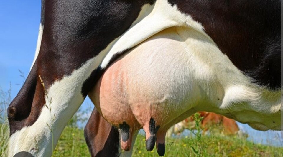 Screenshot_20250306_210815_Photos.jpg - Kolo_gospodyn_wiejskich