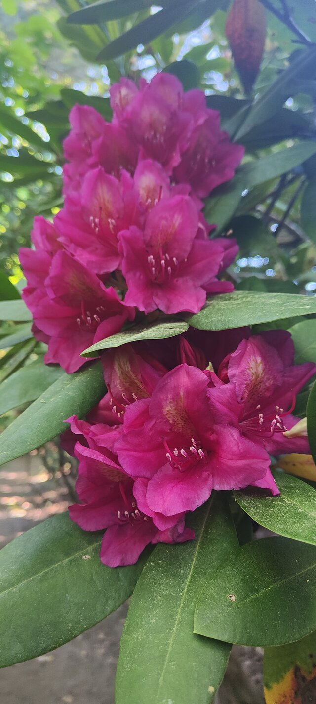 PassionniLove025