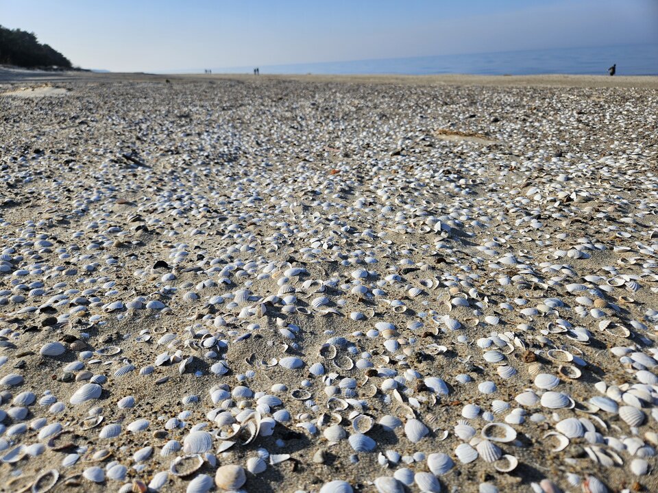 1000009131.jpg - Lukass741