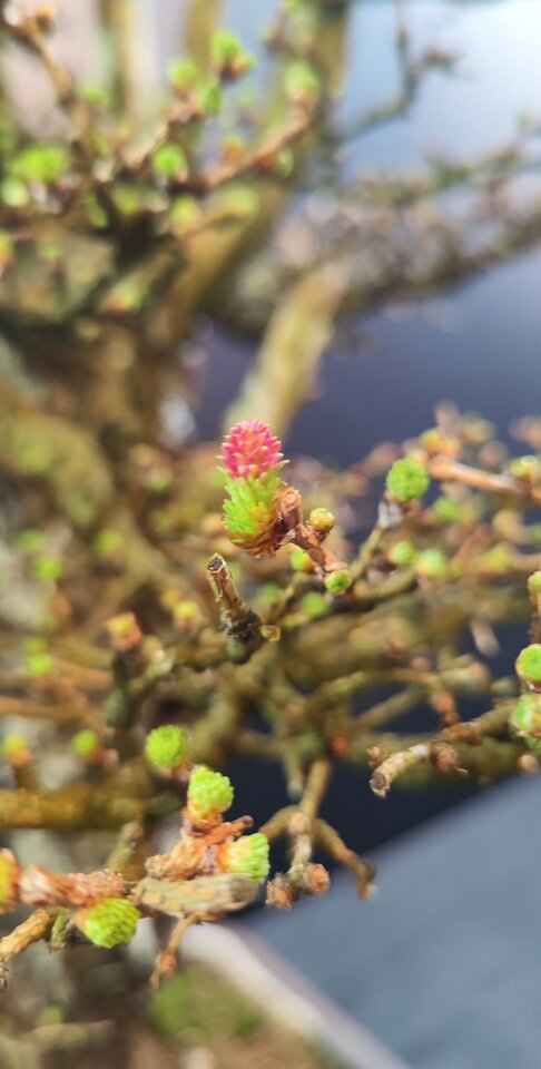 IMG_20250309_102627.jpg - rozkosznieupojeni