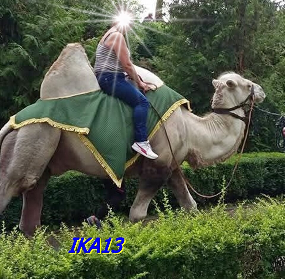 1733597226.jpg - ika13