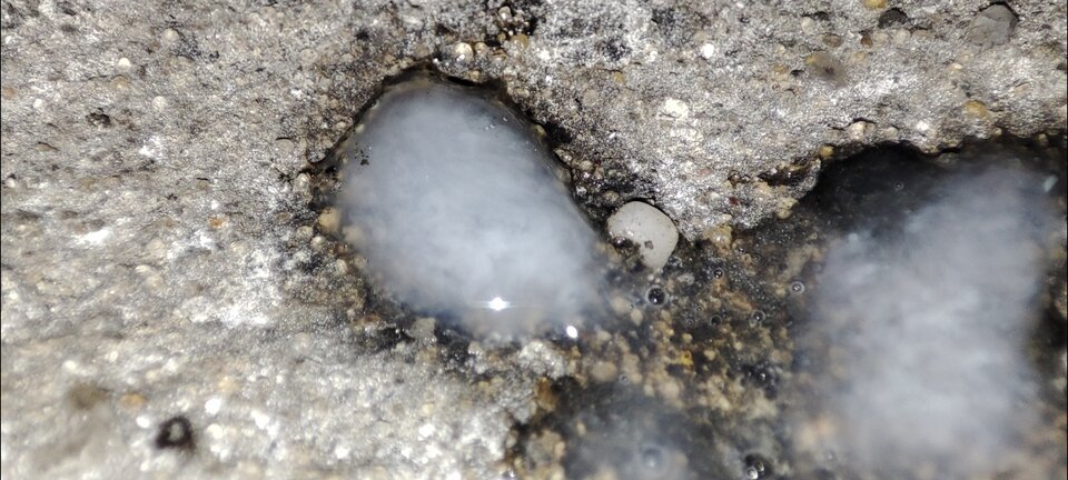 1000040410.jpg - dziobak_