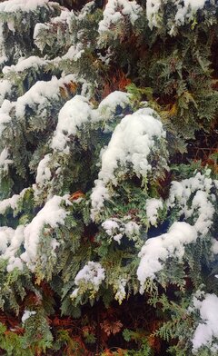 ❄️❄️🌳🌲🌳🌨️