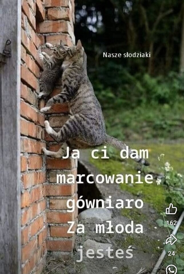 1000021056.jpg - Miniek234