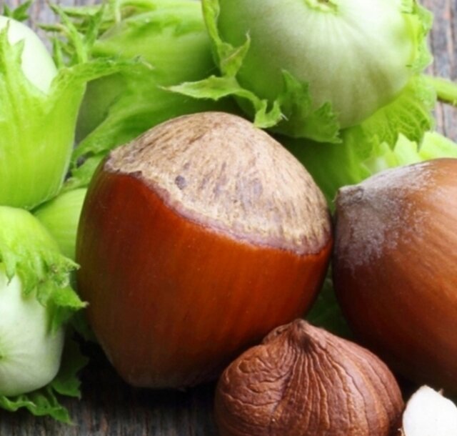 1000010663.jpg - OrzechLaskowy