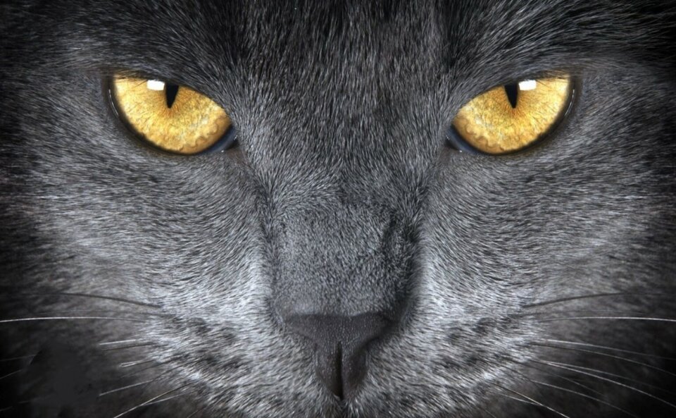 💥😻💥 - Arabella_80