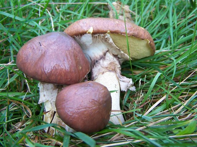 maslaki