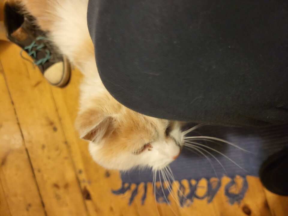 1000026116.jpg - Petee86