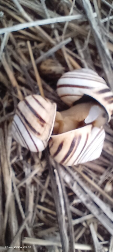 IMG_20240925_093943.jpg - Puszysci69