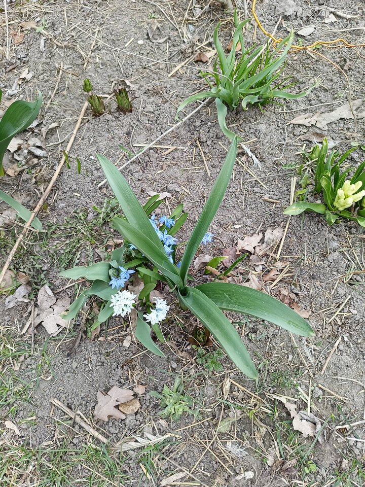 1000003288.jpg - Krzyszto1234