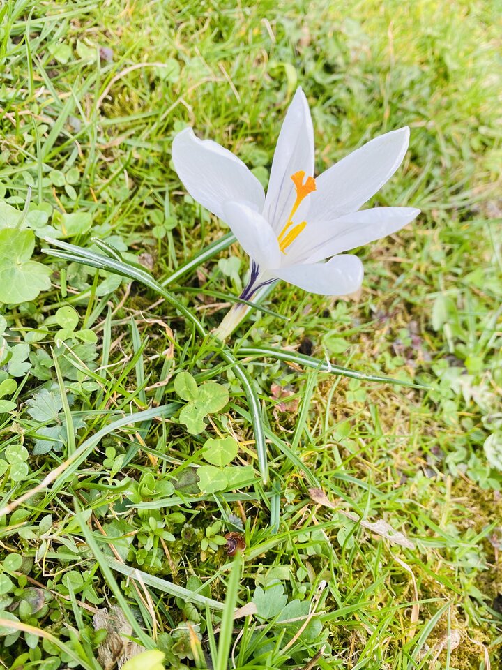 IMG_3512.jpeg - May_Day