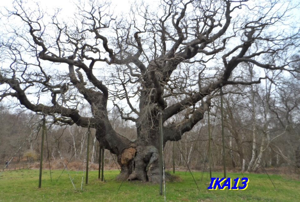 SAM_4397a.JPG - ika13