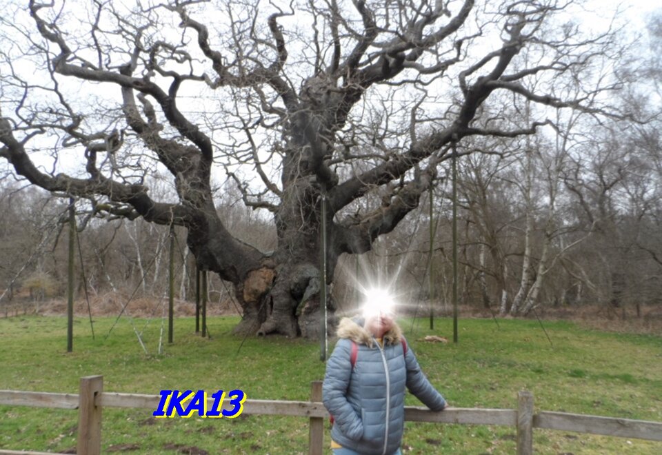 SAM_4398a.JPG - ika13
