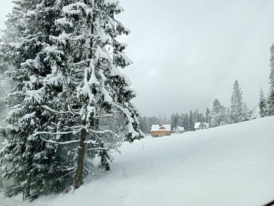 IMG20250407080015.jpg - tropiciel123