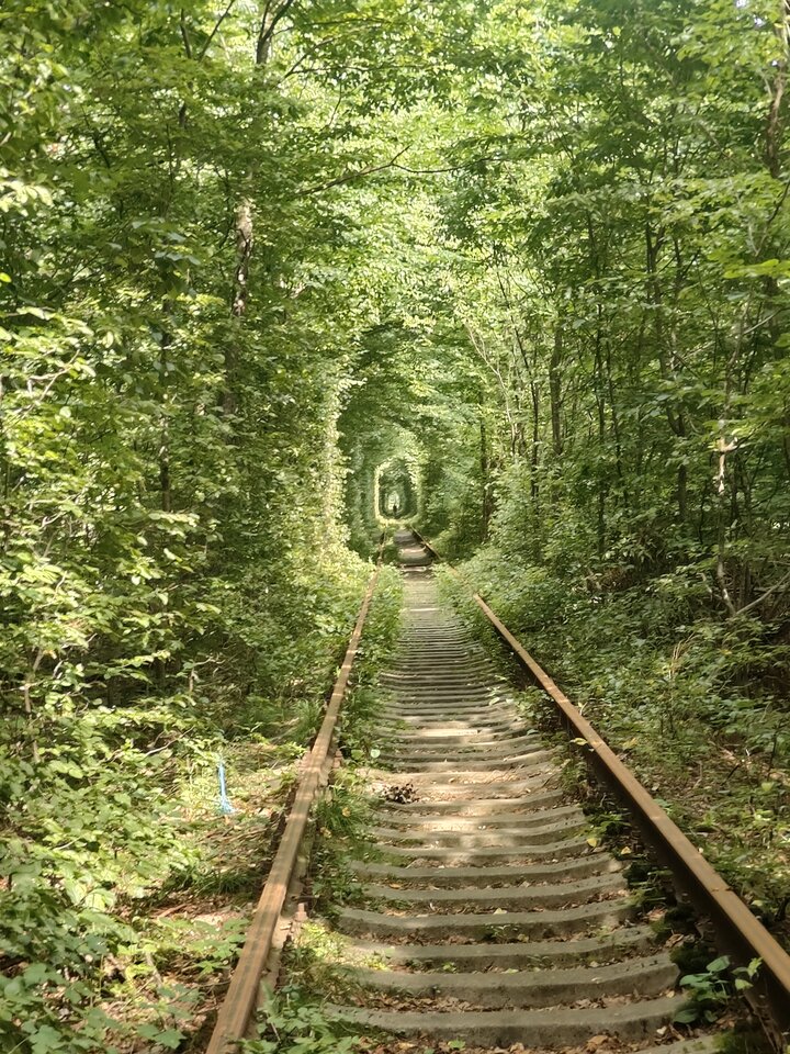 1000003464.jpg - WildRose00