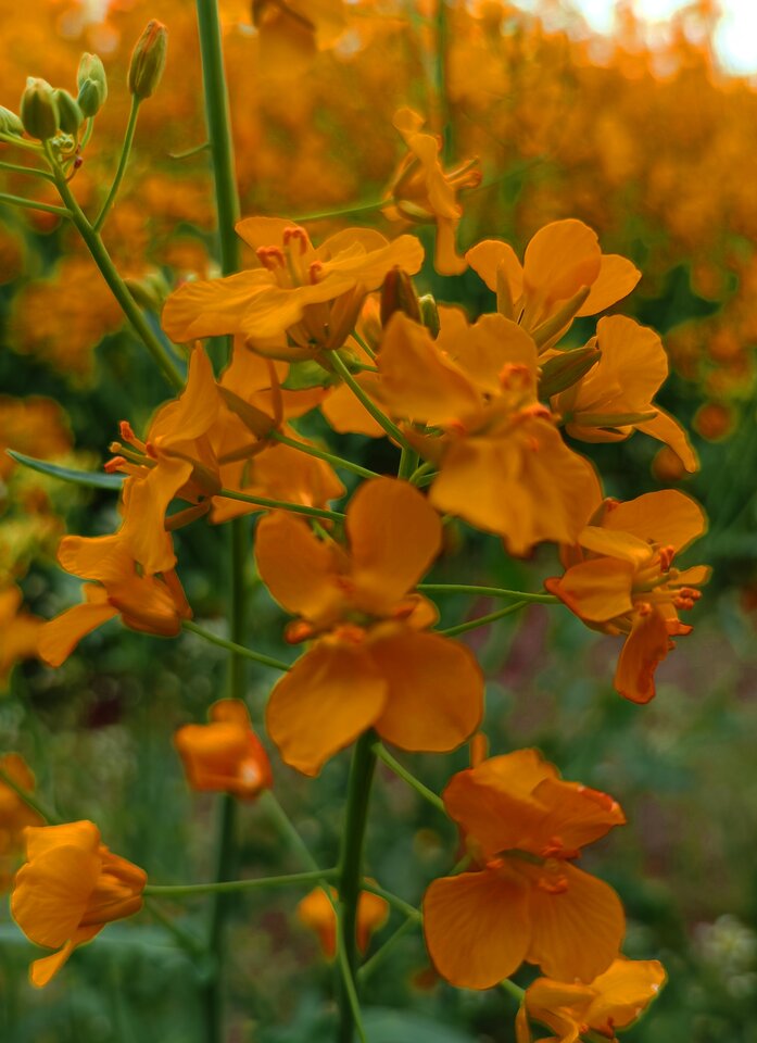 1000045748.jpg - Rysiek115