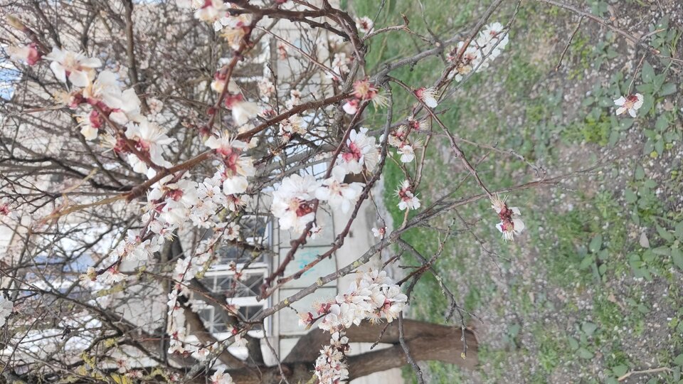 1000008665.jpg - WildRose00