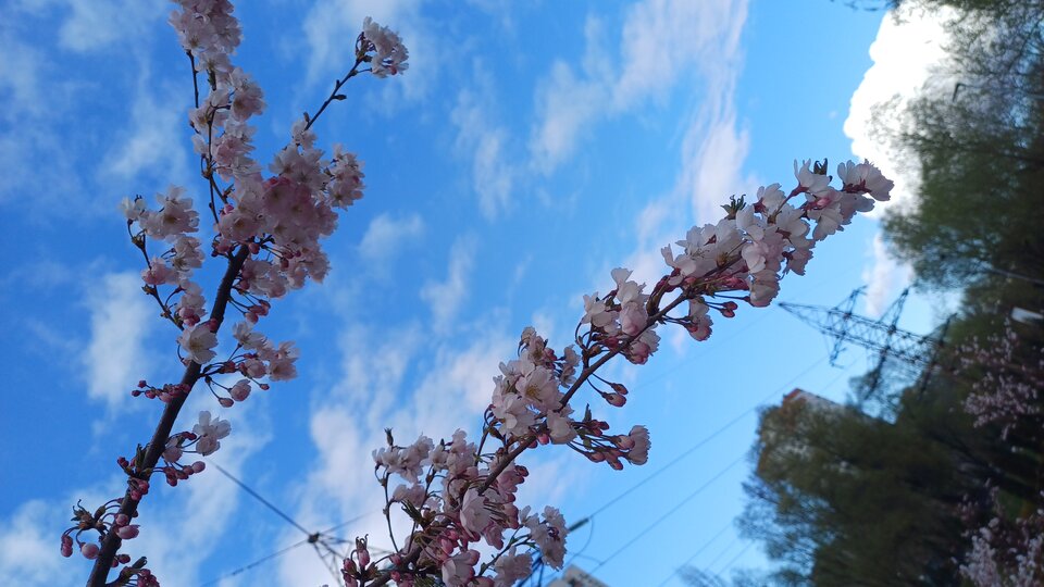 1000060786.jpg - BlissEnigma