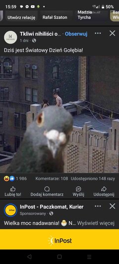 Światowy dzień Gołębia 😂😂😂😂😂😂