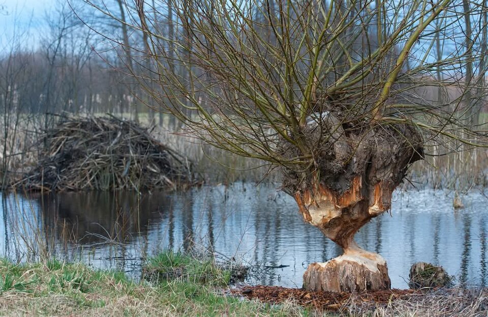 FB_IMG_1740328850491.jpg - Tam1