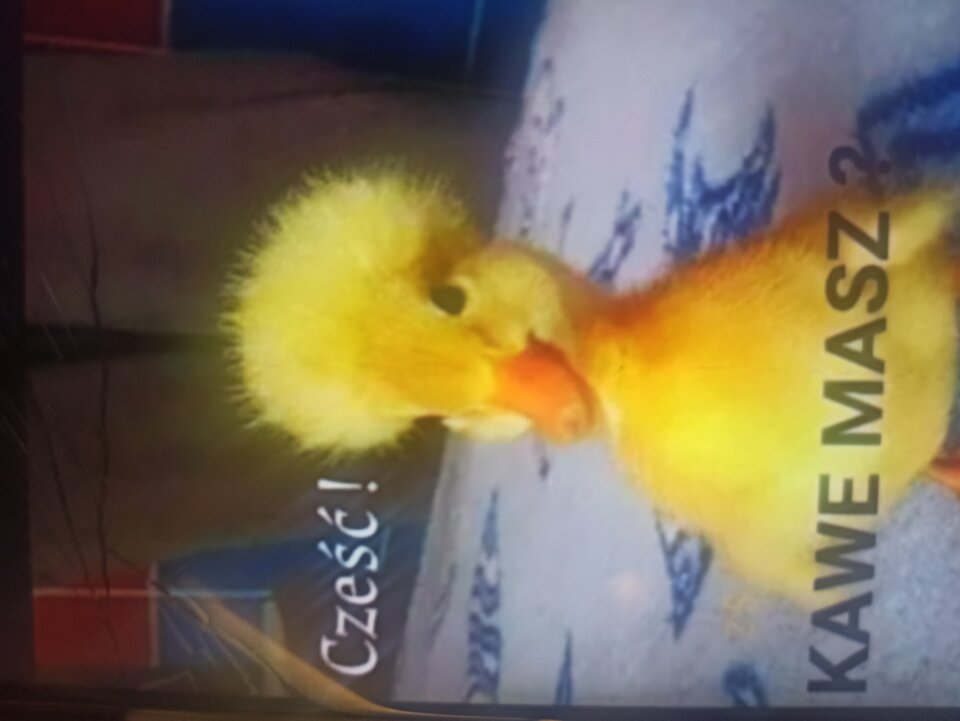 IMG_20250413_070220.jpg - RealnyWacek21