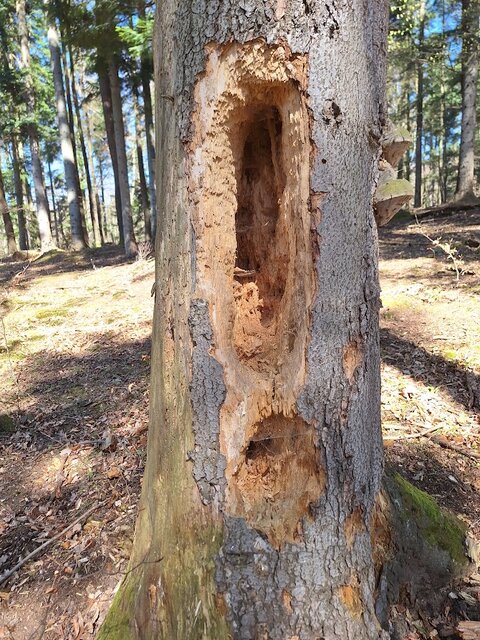 20250413_115017.jpg - tom37