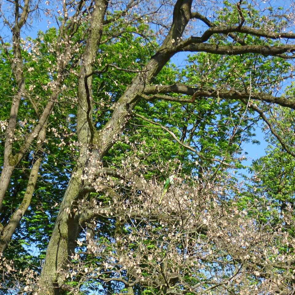 DSC04079.JPG - bojman8