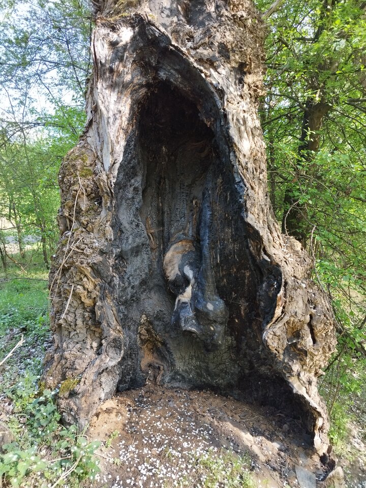 IMG_20250420_154317.jpg - Gimlii73