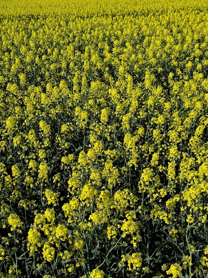 1000000893.jpg - _wroawk