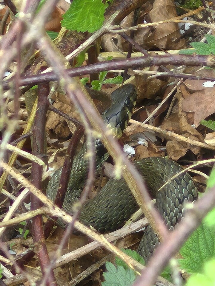 1000022011.jpg - Miniek234