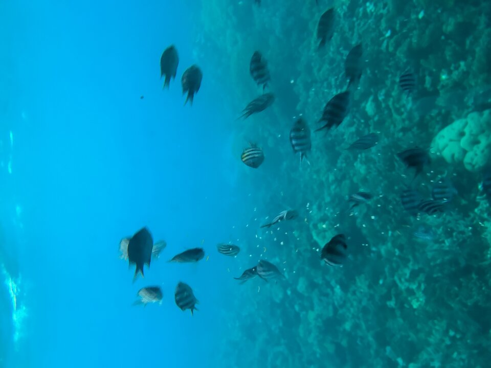 DCF02C7C-4E13-4A22-8D38-F35F5E7FA0D2.jpeg - _parka