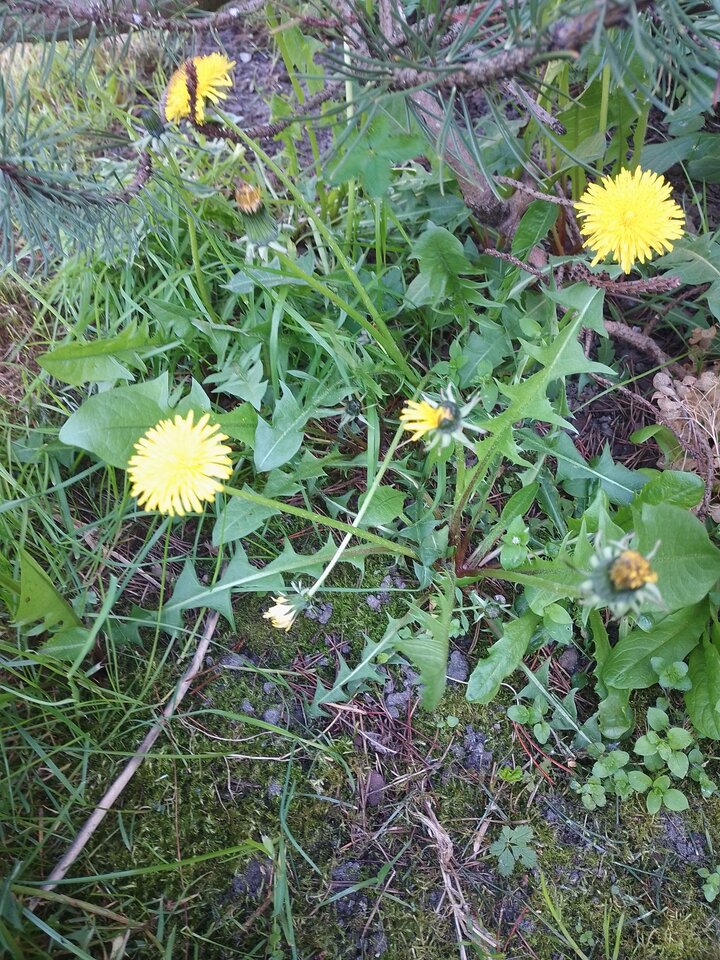 1000000179.jpg - Iloveminetaa