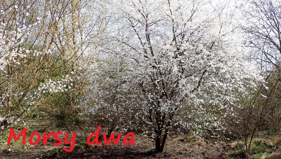Najlepszego. Wiosennie. - Morsy_dwa