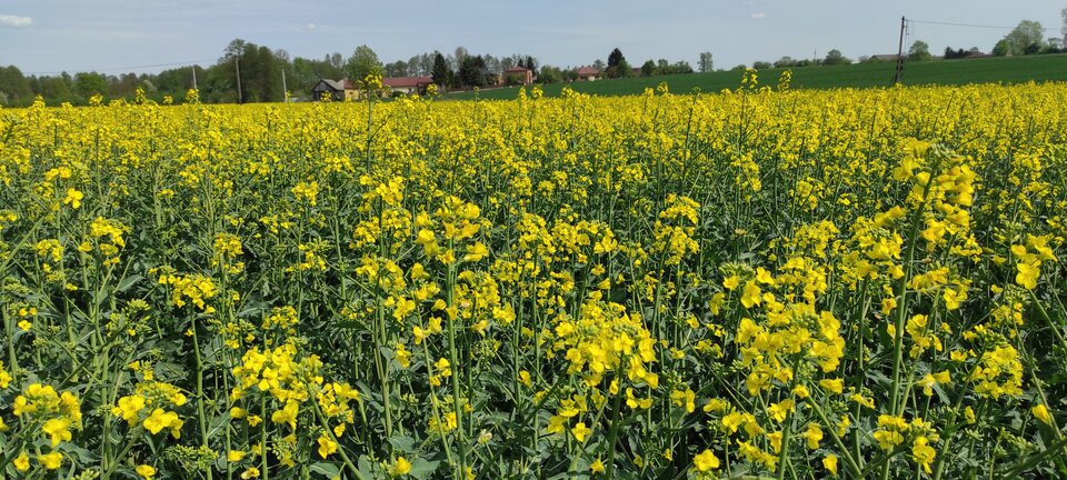 IMG_20250424_112928.jpg - ParaKatharsis