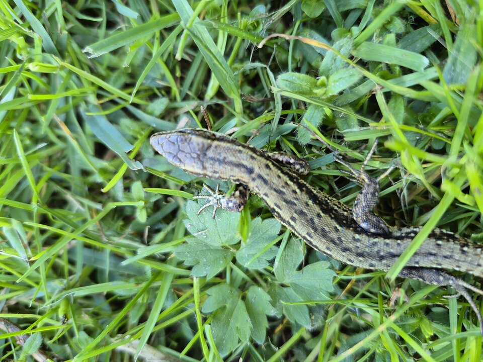 1000022050.jpg - Miniek234