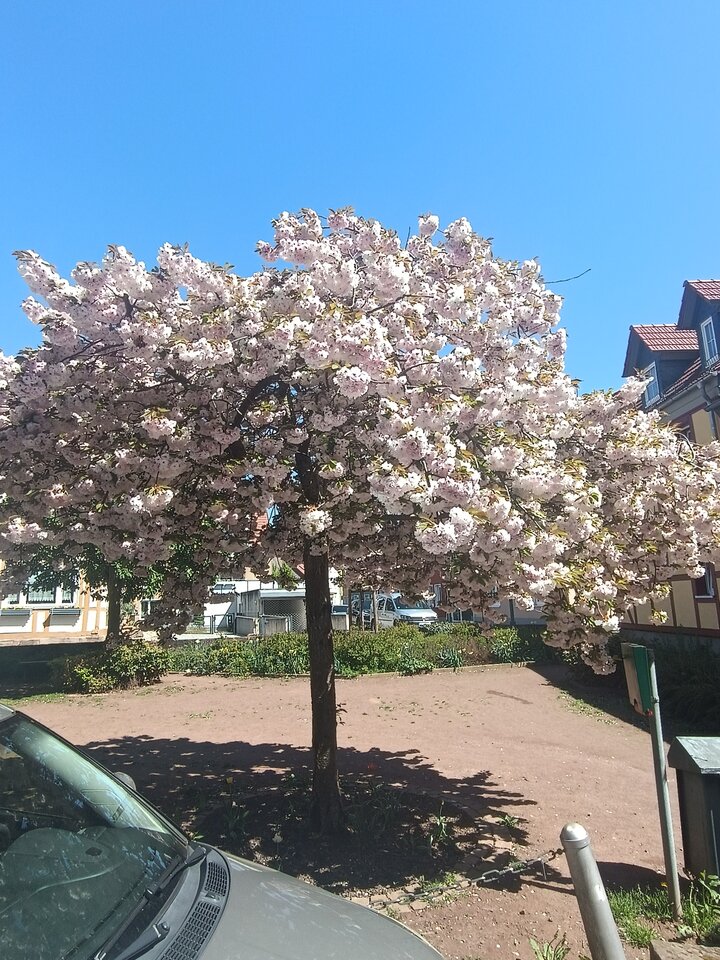 IMG_20250427_140831.jpg - Gelerh73