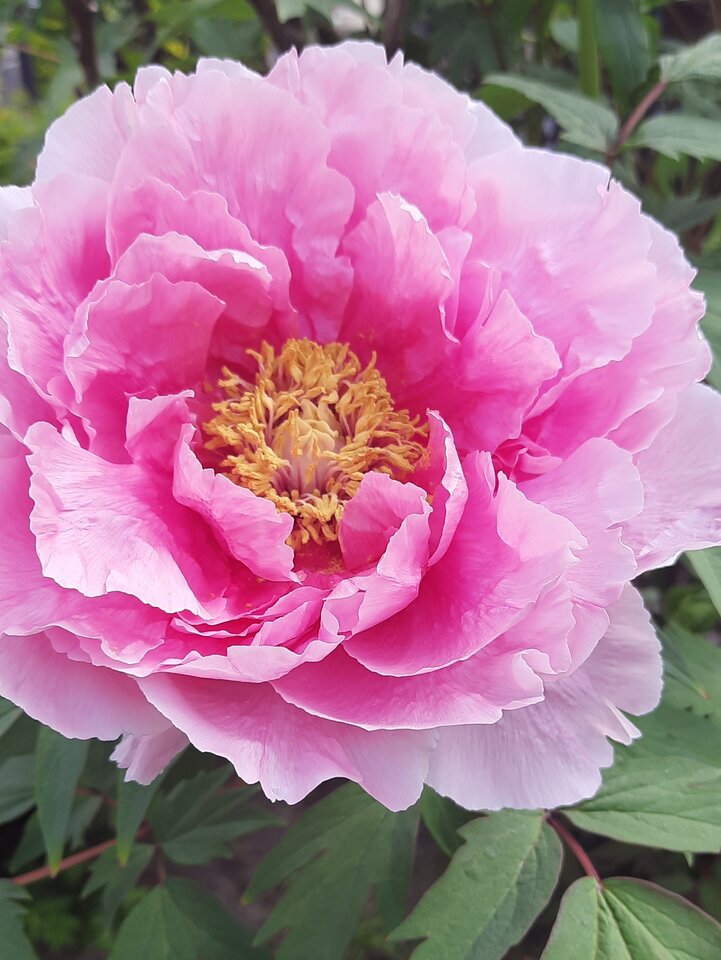 Peonia japońska.jpg - Wiktoria7777