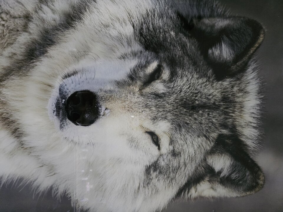 20250430_120808.jpg - Singrzech