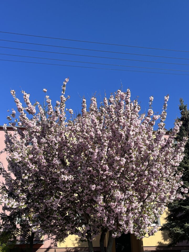 IMG_4985.jpeg - kickic