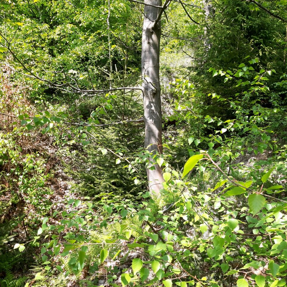 20250501_135518.jpg - Ali70plus