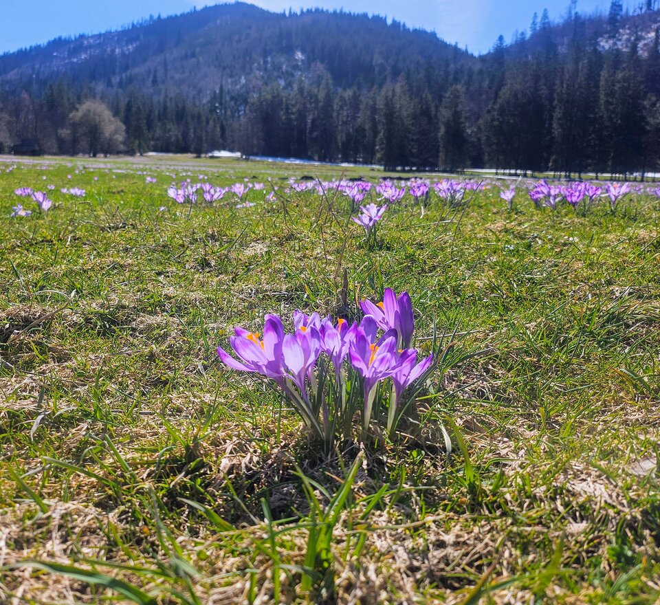 1000005001.jpg - VaianaCzyChciana