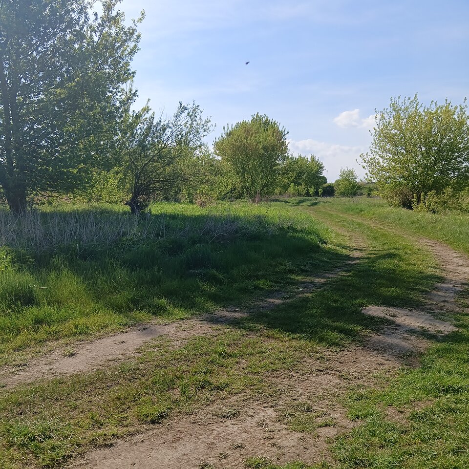 1000003190.jpg - Wszolek