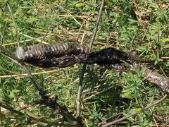 IMG_20250502_092655917.jpg