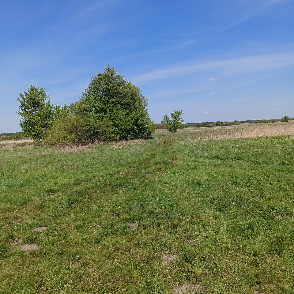 1000003183.jpg - Wszolek