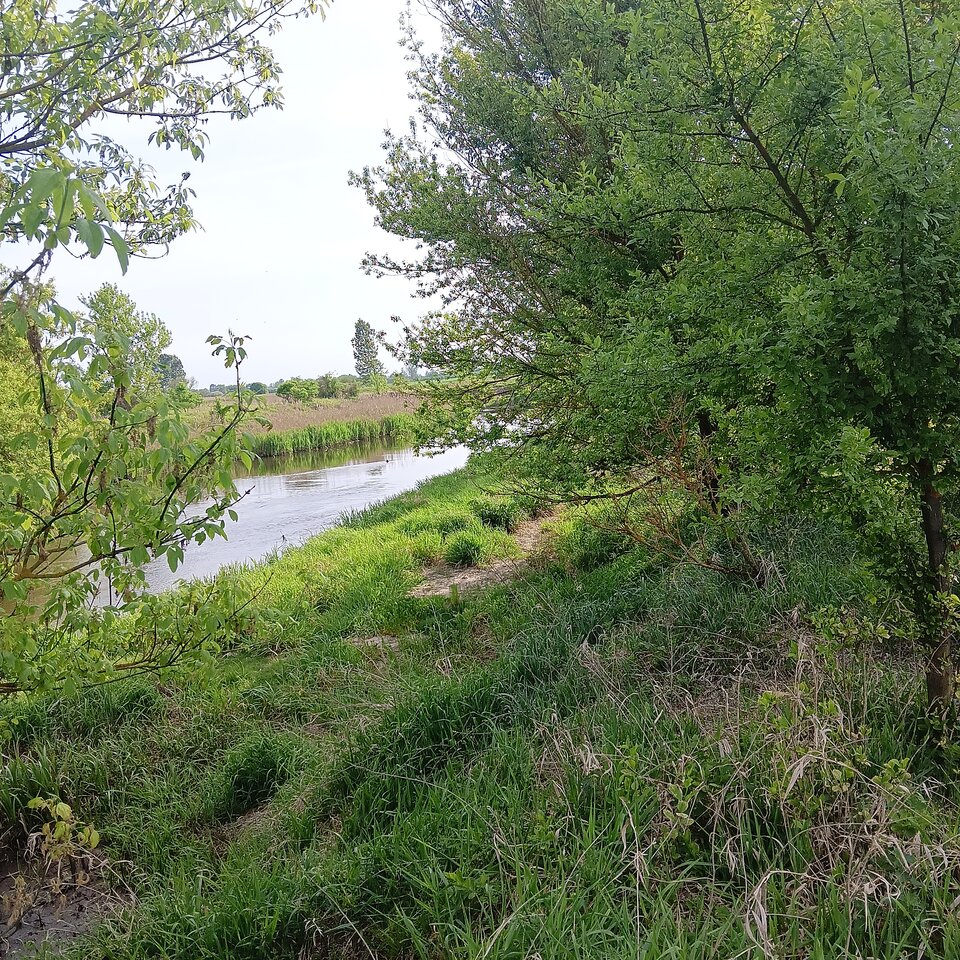 Miejsce gdzie można się opalać nago nad rzeka Nida motkowice  - Wszolek