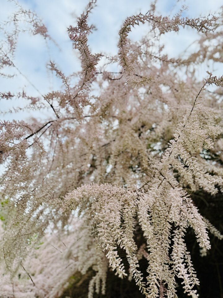 IMG_0991.jpeg - cosmovitelli69