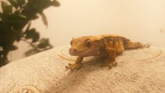 Zdjęcie WhatsApp 2025-05-07 o 09.25.40_8f0ac6f4.jpg