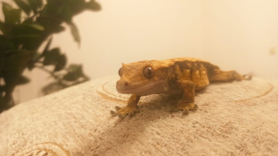 Zdjęcie WhatsApp 2025-05-07 o 09.25.40_8f0ac6f4.jpg - MANTIS20