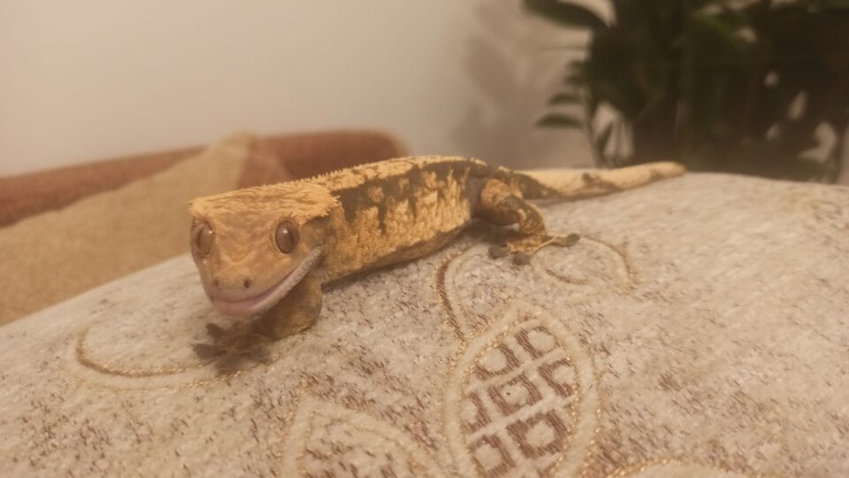 Zdjęcie WhatsApp 2025-05-07 o 09.25.40_81c22ac4.jpg - MANTIS20